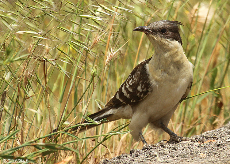 Great Spotted Cuckoo Clamator glandarius  ,    Valley of Tears (Bacha Valley), Golan Heights 28-04-10 Lior Kislev,